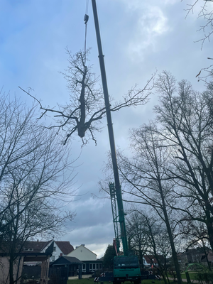 Großer Mobilkran hebt eine Baumkrone über Wohnhäusern an – gesicherte Kranfällung im Ortsbereich.